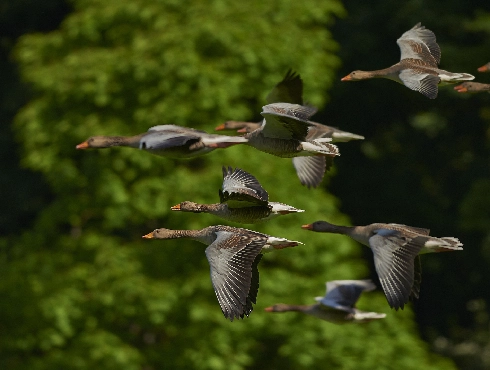 Taiga Bean-Goose